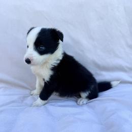 Black Male I - Black and white male Border Collie puppy in Okeechobee, Florida from Cowtown Corgis & Border Collies