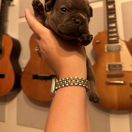 French Bulldog Puppies from Copa Frenchies