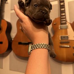 French Bulldog Puppies from Copa Frenchies