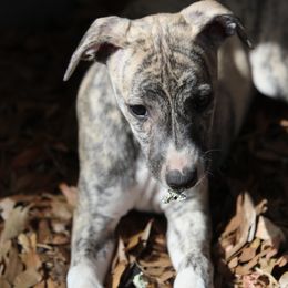 Whippet Puppies from Wise Heart Whippets
