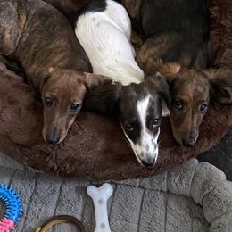 Dachshund Puppies from Bella’s Puppies