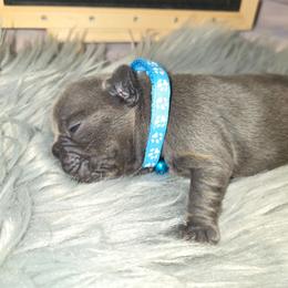 Jade - Blue female French Bulldog puppy in Avondale, Arizona from Montes House of  Frenchies