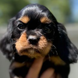 Charlie - Black and tan male Cavalier King Charles Spaniel puppy in Draper, Utah from Cavachon Love Chocolate Cavaliers, Cavaliers, Cavachon’s, Cavapoos