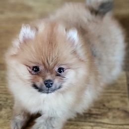 Pomeranian All Grown Up from Epiphany Pomeranians