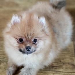 Pomeranian All Grown Up from Epiphany Pomeranians