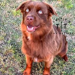 Tucker - Toy Australian Shepherd