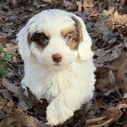 Smitten (Purple collar) - Tri-color female Australian Labradoodle puppy in Mount Gilead, North Carolina from Tillery Labradoodles