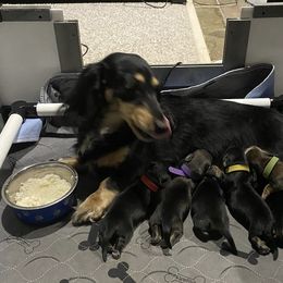 Dachshund Puppies from Jantera Mini Longhair Dachshunds