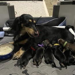 Dachshund Puppies from Jantera Mini Longhair Dachshunds