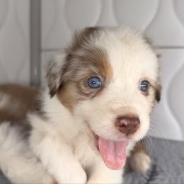 Mya Normousbutt-tail, blue eyes likely - Red merle female Australian Shepherd puppy in Penrose, Colorado from Best Friend Aussies