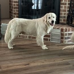Everdeen - Golden Retriever