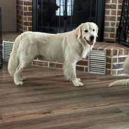 Everdeen - Golden Retriever