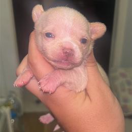 Romeo (was Chestnut) - Cream and white male Chihuahua puppy in New Castle, Delaware from Sasha’s Elite Kennel LLC