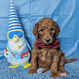 Graham - Red  male Goldendoodle puppy in Yale, Michigan from Angie's Goldendoodles/Angies doodles LLC