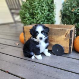 Miniature Australian Shepherd Puppies from Penn Creek Aussies