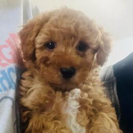 Boy 1 - Red  male Poodle puppy in Johnson City, Tennessee from Northeast TN Standard and Mini/Toy Poodles