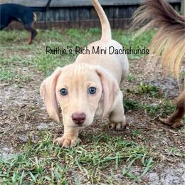 Boy 1 - Red male Dachshund puppy in Lakeland, Florida from Ruthie’s Rich Mini Dachshunds