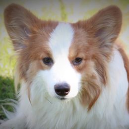 Lucy - Pembroke Welsh Corgi