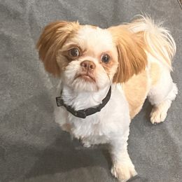 Hondo - Shih Tzu