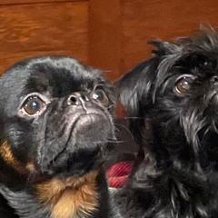 Fiona - Brussels Griffon