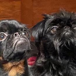 Fiona - Brussels Griffon