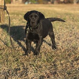 Forest - Black male Labrador Retriever puppy in Beaverdam, Virginia from Riverside Sunset Labrador Retrievers
