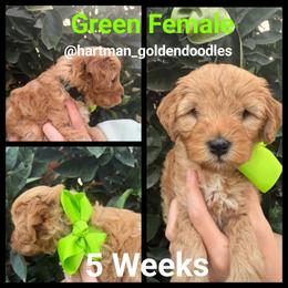 Green - Red  female Goldendoodle puppy in Upland, California from Hartman Goldendoodles