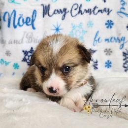 Pembroke Welsh Corgi Puppies from Arrowleaf Corgis