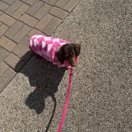 Whim - Chocolate and tan female Dachshund puppy in Frederick, Colorado from Get low Mini Dachshunds