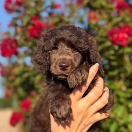 Iris - Brown female Poodle puppy in Midwest City, Oklahoma from Strawberry Hill Puppy Patch
