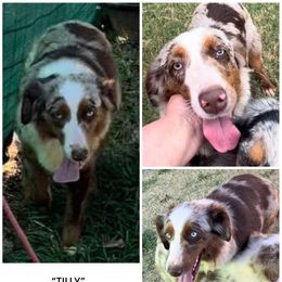 Dam - Tilly - Red merle Miniature Australian Shepherd puppy in Wayne, Oklahoma from Zink Ranch Mini Aussies