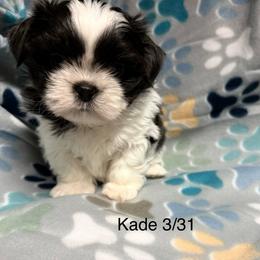 Kade - Blue and white male Shih Tzu puppy in Jasper, Indiana from Jacob’s Spoiled Shih Tzu