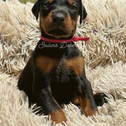 Doberman Pinscher Puppies from Stalaris Dobermans