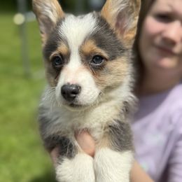 Orange - Blue female Pembroke Welsh Corgi puppy in Sturgis, Michigan from Eberle's Pembroke Welsh Corgis
