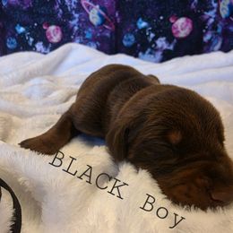 Black - Red and rust male Doberman Pinscher puppy in Knox, Indiana from Double River Dobermans