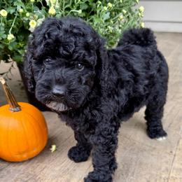 Girl 4 - Black and white female Bernedoodle puppy in Russiaville, Indiana from Pleasant Creek Minibernedoodles