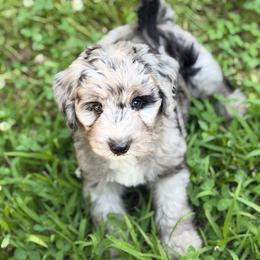 Haleth - Merle male Sheepadoodle puppy in Clemson, South Carolina from Love Tallulah Sheepadoodles LLC