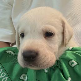 Boy 3 - male Labrador Retriever puppy in Palm Beach County, Florida from Robin's Labrador Retrievers