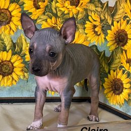 Claire - Black tan and white female American Hairless Terrier puppy in Buckingham, Illinois from Gaus Hof