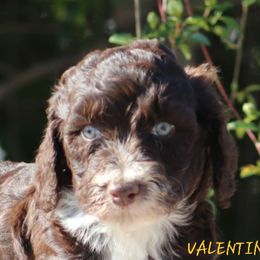 Aussiedoodle, Australian Shepherd, and Miniature Australian Shepherd Puppies from God’s Little Aussies