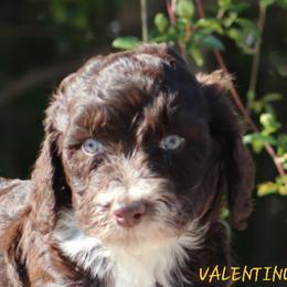 Aussiedoodle, Australian Shepherd, and Miniature Australian Shepherd Puppies from God’s Little Aussies