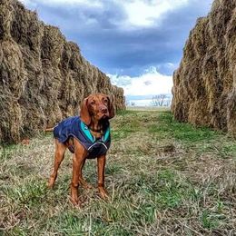 Vizsla Puppies from Diamond Vizslas