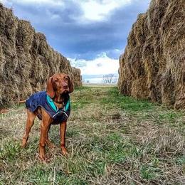 Vizsla Puppies from Diamond Vizslas