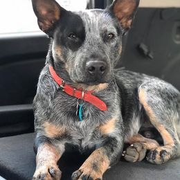 Huck - Australian Cattle Dog