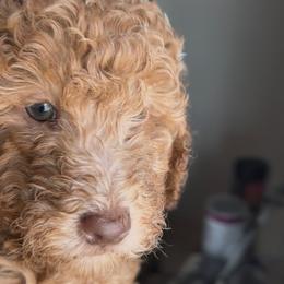 Malu - Apricot female Goldendoodle puppy in Davie, Florida from Daviegoldendoodles