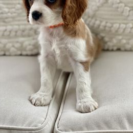 Cavalier King Charles Spaniel, Cavapoo, and Pembroke Welsh Corgi Puppies from Griffins Puppies