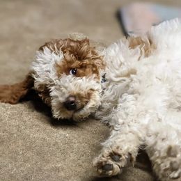 Goldendoodles from Bffdoodles