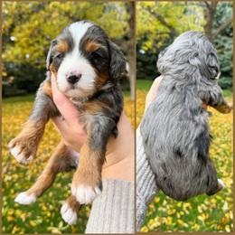 Shania - Merle female Bernedoodle puppy in Idaho Falls, Idaho from Idahome Doodle