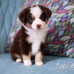 Australian Shepherd, Miniature American Shepherd, Miniature Australian Shepherd, and Toy Australian Shepherd Puppies from Painted Blue Aussies