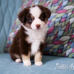 Australian Shepherd, Miniature American Shepherd, Miniature Australian Shepherd, and Toy Australian Shepherd Puppies from Painted Blue Aussies